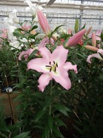 [5224 Pink Step VZ No01.JPG]